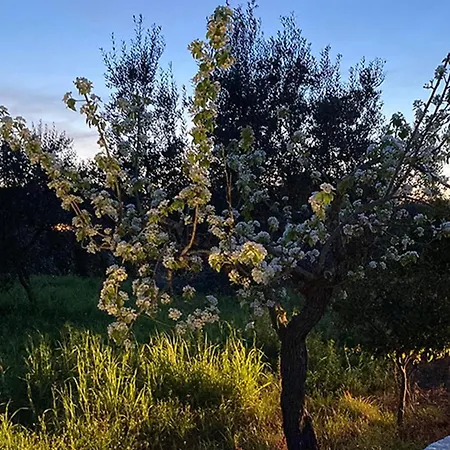 Casa E Trullo 57 Oliviers Βίλα